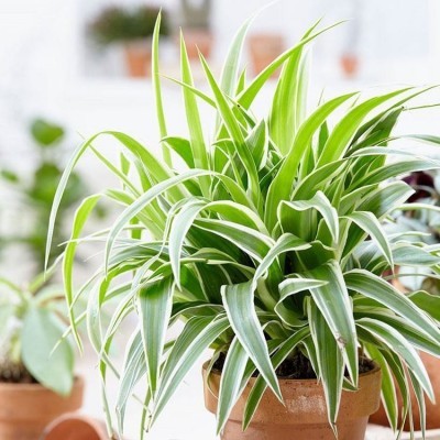 CÂY NHỀN NHỆN – CÂY PHONG THỦY CÓ KHẢ NĂNG LỌC KHÔNG KHÍ