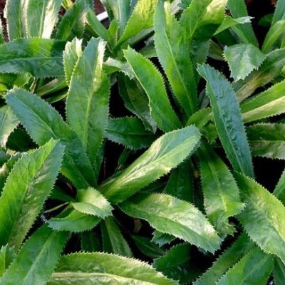 TÁC DỤNG CỦA CÂY NGÒ GAI ( MÙI TÀU )