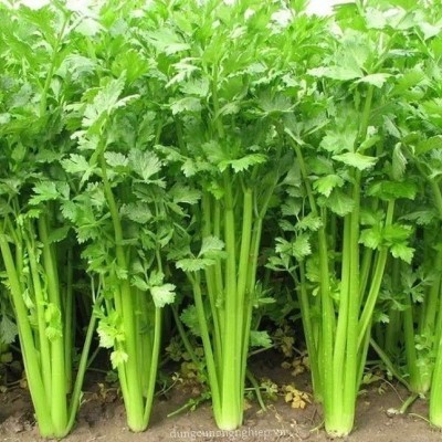 TÁC DỤNG CỦA CÂY CẦN TÂY